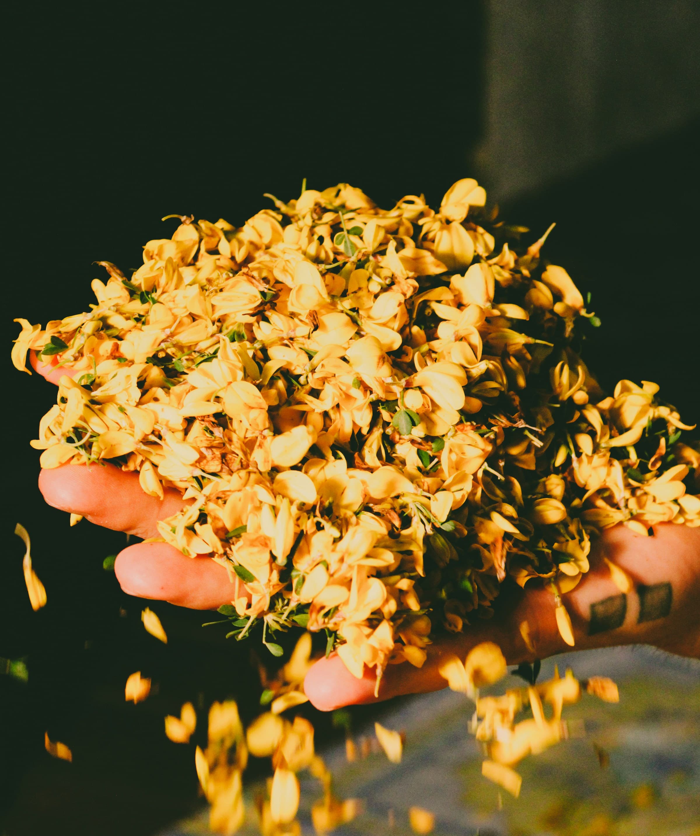 A perfumer holding fresh blossoms used as fragrance material